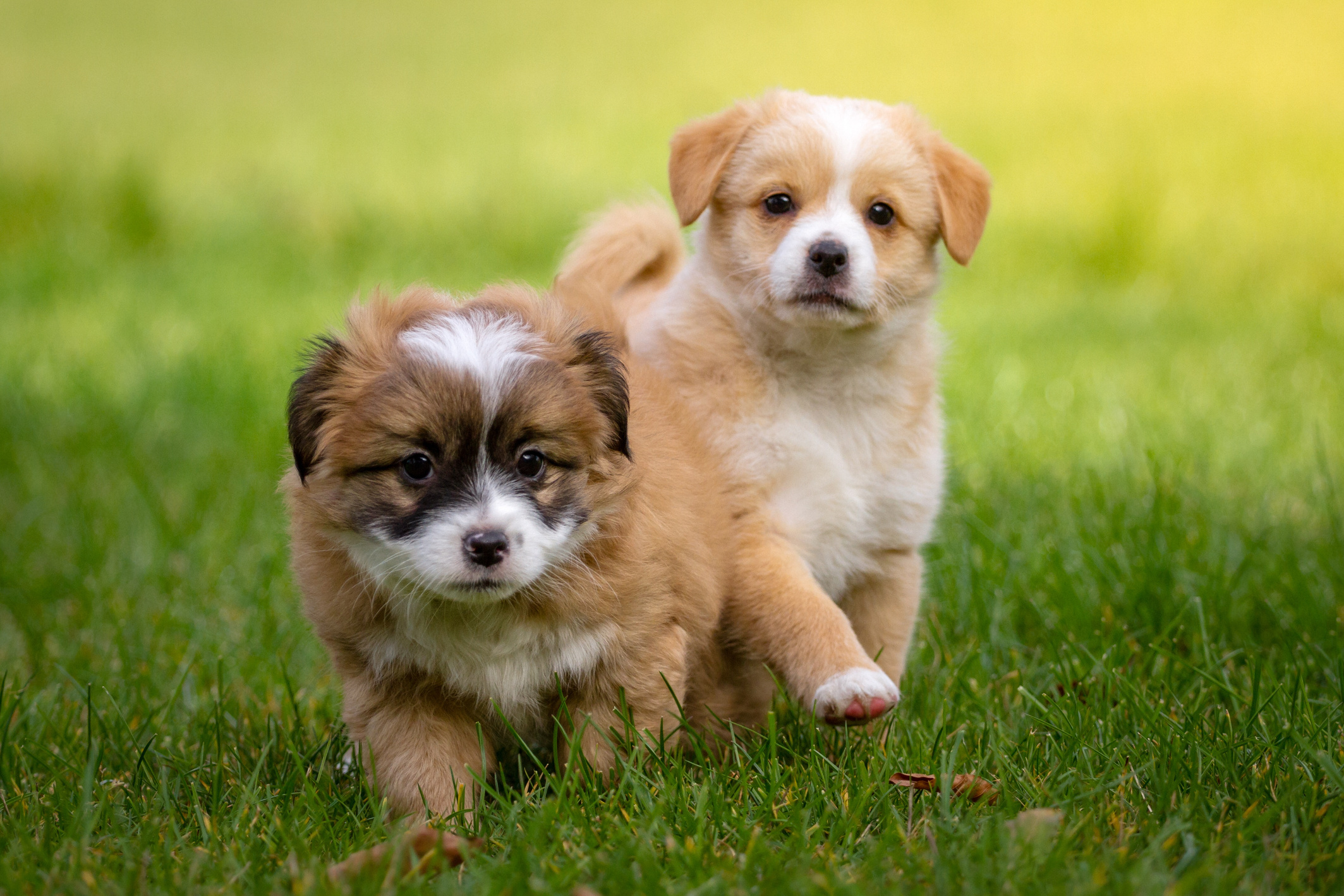 Two Cute Puppies in the Grass